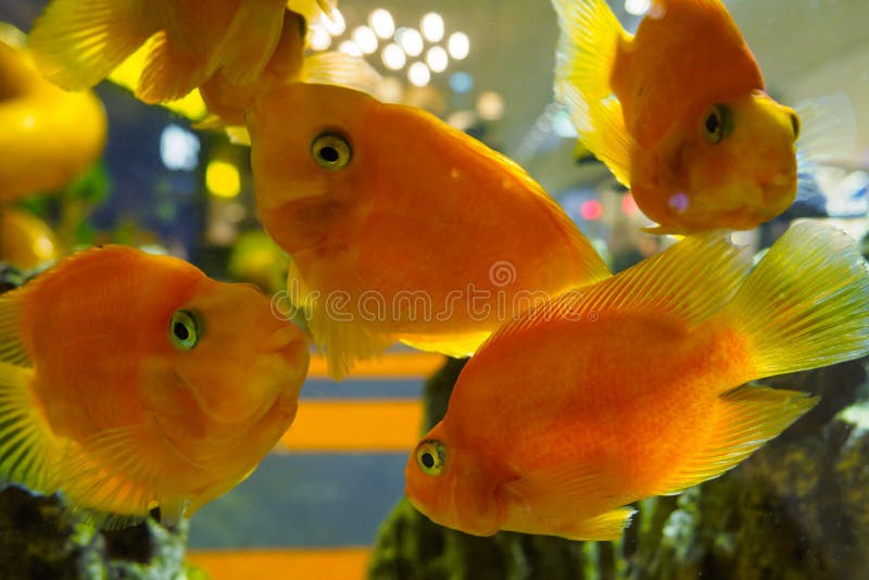 Nadada de muchos de la sangre del loro pescados de cichlid en el acuario fotografía de archivo libre de regalías Nadada de muchos de la sangre del loro pescados de cichlid en el acuario fotografía de archivo libre de regalías