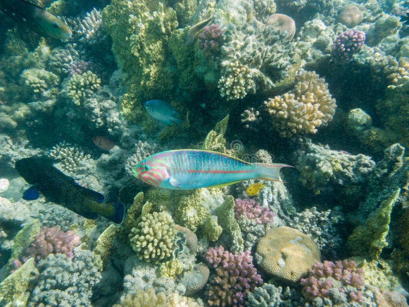 Nadadas de un wrasse de Hardwicks imagen de archivo Nadadas de un wrasse de Hardwicks imagen de archivo
