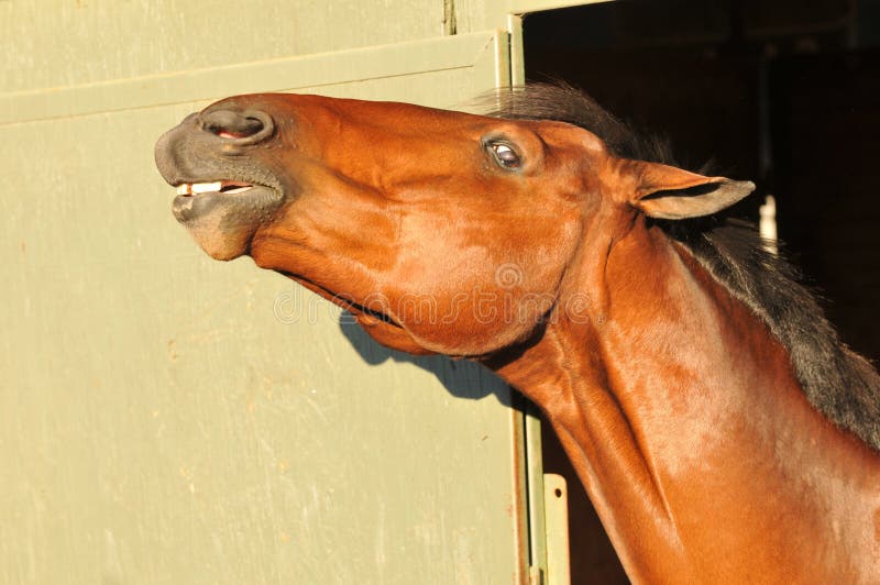 An excited horse pokes his head outside a stable door. An excited horse pokes his head outside a stable door.