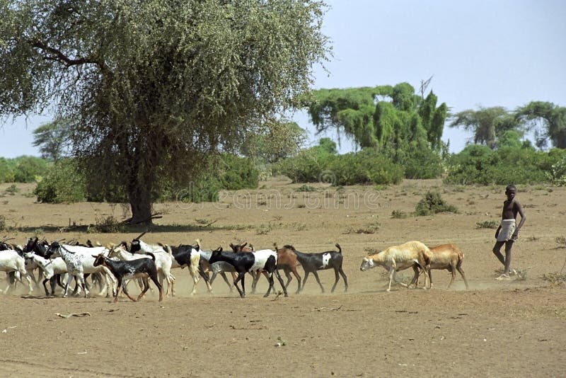 Nadciągający głód i brak wodny Etiopia fotografia stock Nadciągający głód i brak wodny Etiopia fotografia stock