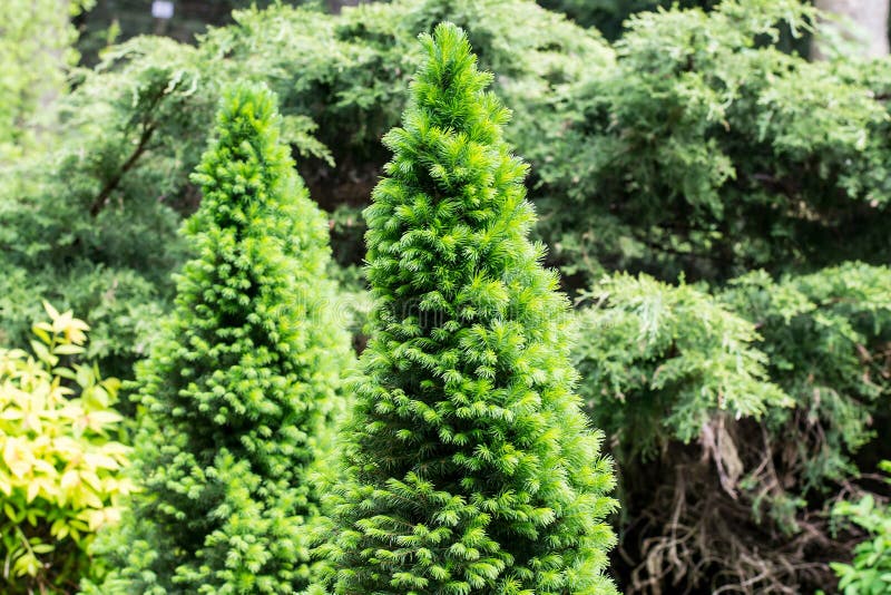 Nadelbäume stockfoto. Bild von botanisch, nadelbäume