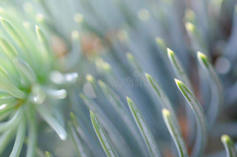 Ostia needles on the spruce in macro photography. Ostia needles on the spruce in macro photography