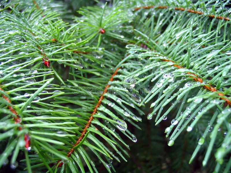 Tannenbaum Nadeln Verhindern 2025 Camila Kimberlee