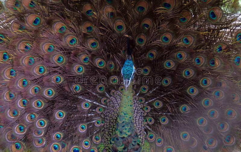 The green peafowl Pavo muticus. Close up detail of Green Peafowl male in the wild. The green peafowl Pavo muticus. Close up detail of Green Peafowl male in the wild