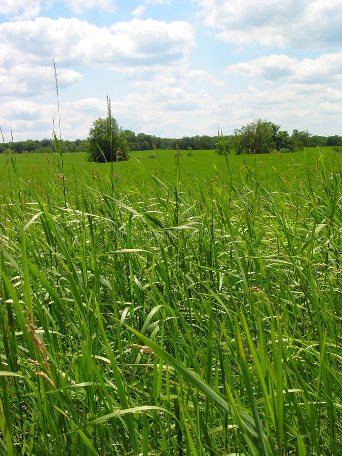 Nadruk op het Gras royalty-vrije stock afbeeldingen Nadruk op het Gras royalty-vrije stock afbeeldingen