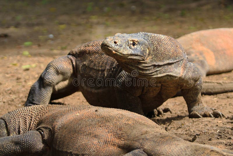 Naga Komodo Walks in the Park. Close Up Portrait. Naga Komodo, Scientific Name: Varanus Komodoensis. Indonesia Stock Photo - Image of animals, horizontal: 188958924 Naga Komodo Walks in the Park. Close Up Portrait. Naga Komodo, Scientific Name: Varanus Komodoensis. Indonesia Stock Photo - Image of animals, horizontal: 188958924