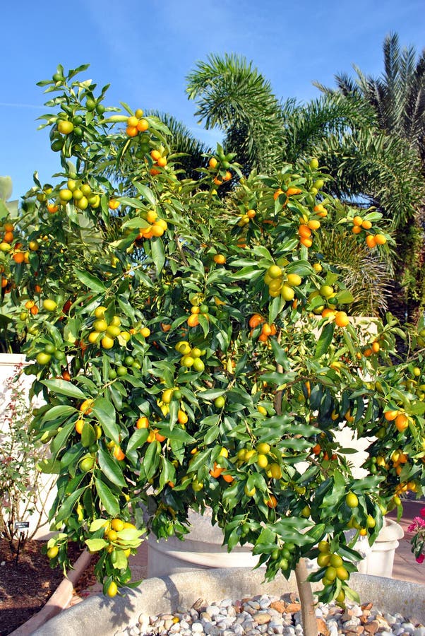 Nagami Kumquat