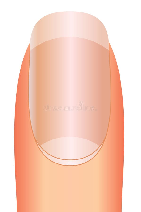 Nagelauslegung-Nagelkunst vektor abbildung Nagelauslegung-Nagelkunst vektor abbildung