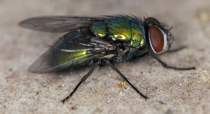 Close up to flies, lots of details. Close up to flies, lots of details