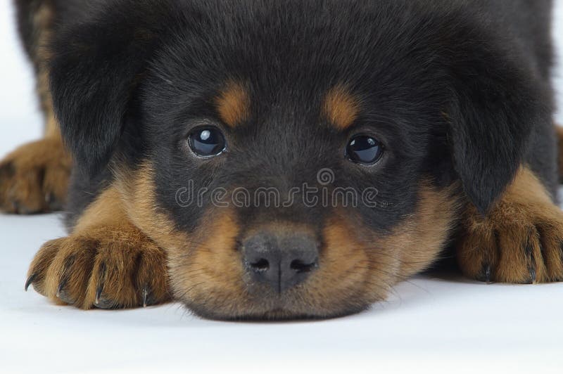 Nahaufnahme stockbild Nahaufnahme stockbild