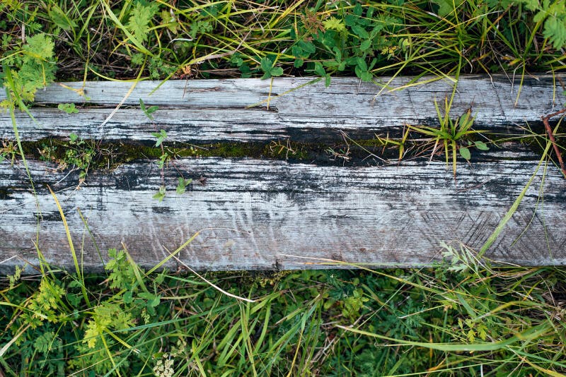 Nahaufnahme Altes hölzernes Brett, gegen einen Hintergrund des Grüns, Sommerherbsttag in der Natur Beschaffenheitshintergrund von stockfoto Nahaufnahme Altes hölzernes Brett, gegen einen Hintergrund des Grüns, Sommerherbsttag in der Natur Beschaffenheitshintergrund von stockfoto