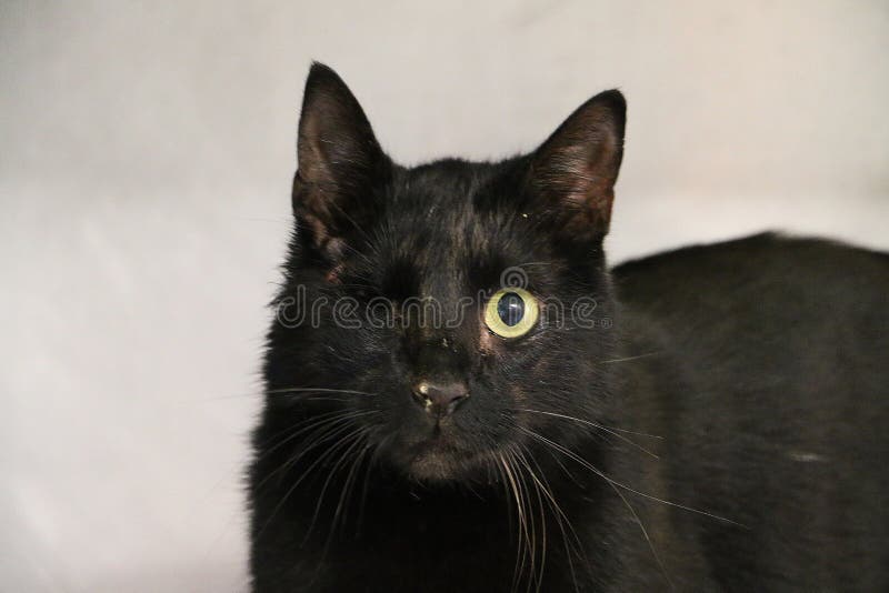 Nahaufnahme Aufnahmen Von Einer Freundlichen Schwarze Katze Mit Nur Einem  Auge Stockbild - Bild von schwarzes, schauen: 196618581
