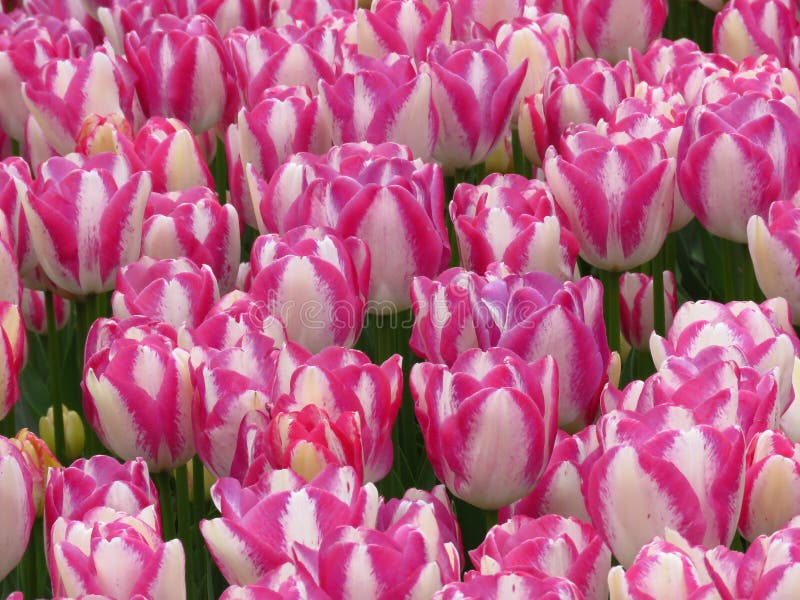 nahaufnahme ?berraschendes wei?es rosa Tulpenfeld der Pfirsichbl?te schoss Sch?ne Fr?hlingsblume am sonnigen Fr?hlingstag im Park lizenzfreies stockbild nahaufnahme ?berraschendes wei?es rosa Tulpenfeld der Pfirsichbl?te schoss Sch?ne Fr?hlingsblume am sonnigen Fr?hlingstag im Park lizenzfreies stockbild