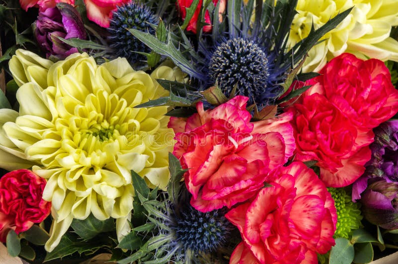 Nahaufnahme blüht Distel, Gartennelke, Goldengänseblümchen Beschneidungspfad eingeschlossen stockfotografie Nahaufnahme blüht Distel, Gartennelke, Goldengänseblümchen Beschneidungspfad eingeschlossen stockfotografie