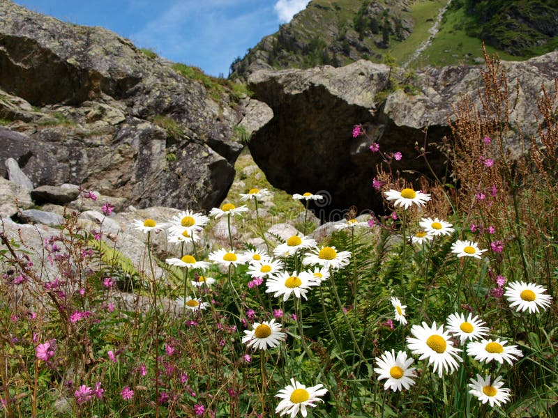 Nahaufnahme-Camille-Blume in den alpinen Bergen die Schweiz, Unterstock, Urbachtal
