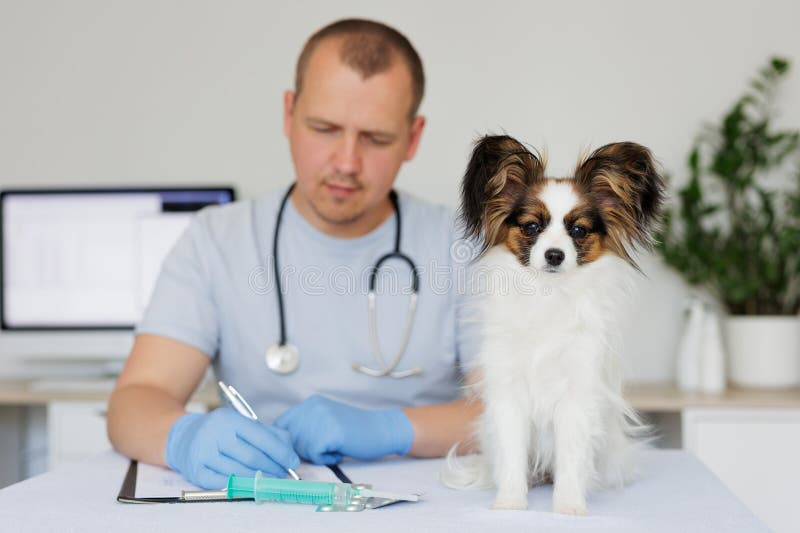 Nahaufnahme der adorable gesunde Papillon Hund Tierarzt Schreibärztin auf dem Hintergrund im Büro
