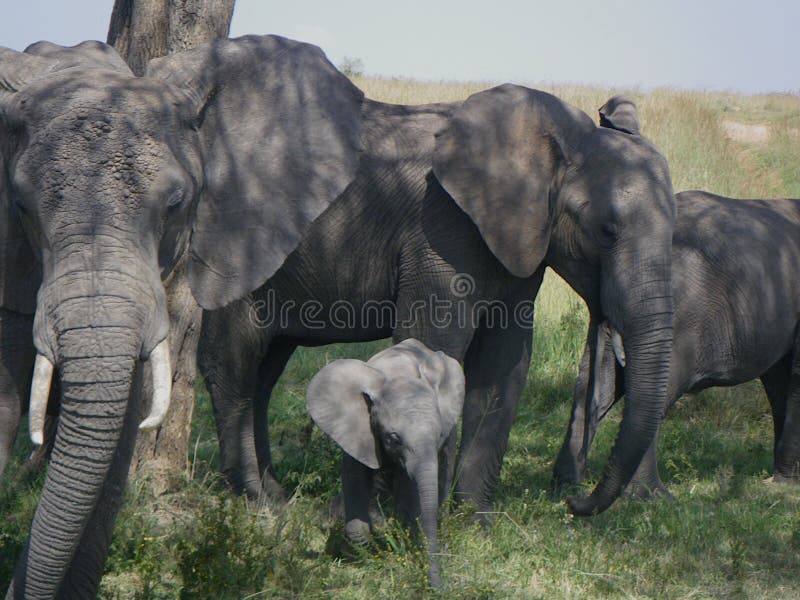 Nahaufnahme der Elefantenfamilie in Kenia stockbild Nahaufnahme der Elefantenfamilie in Kenia stockbild