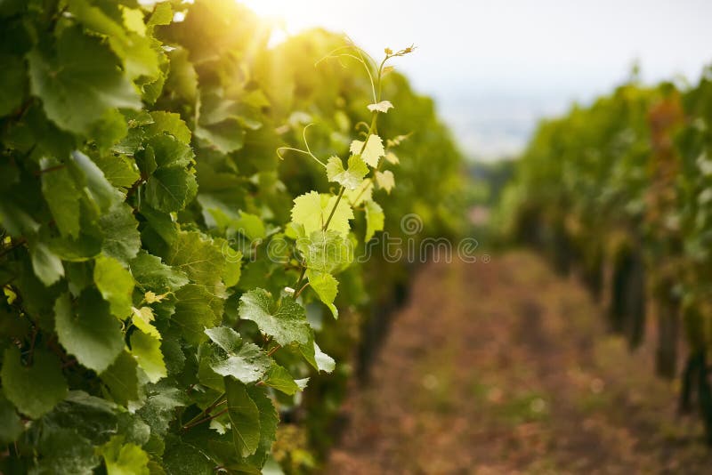 Nahaufnahme der grünen Weintrauben Blätter in einem Weinberg stockfotos