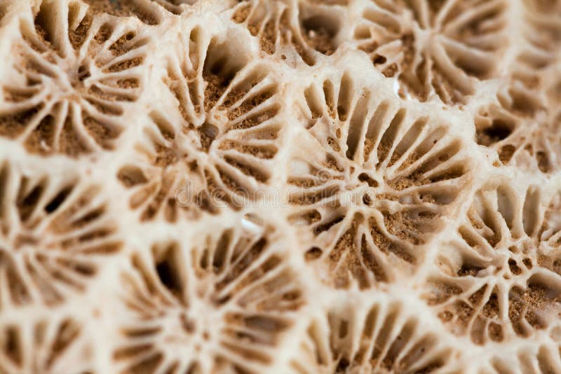 Nahaufnahme der Koralle fand auf Socotra-Insel, der Jemen stockfotos Nahaufnahme der Koralle fand auf Socotra-Insel, der Jemen stockfotos