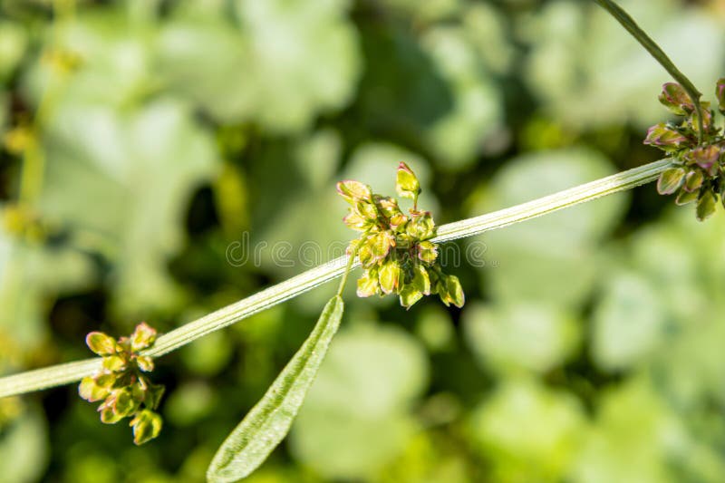 Nahaufnahme der Makro-Ansicht der Blätter auf dem winzigen langen Ast der Pflanze lizenzfreies stockbild