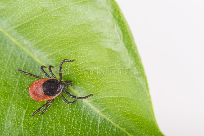 Nahaufnahme der Rizinuspflanzezecke auf einem grünen Blatt Ixodes Ricinus stockfotografie Nahaufnahme der Rizinuspflanzezecke auf einem grünen Blatt Ixodes Ricinus stockfotografie