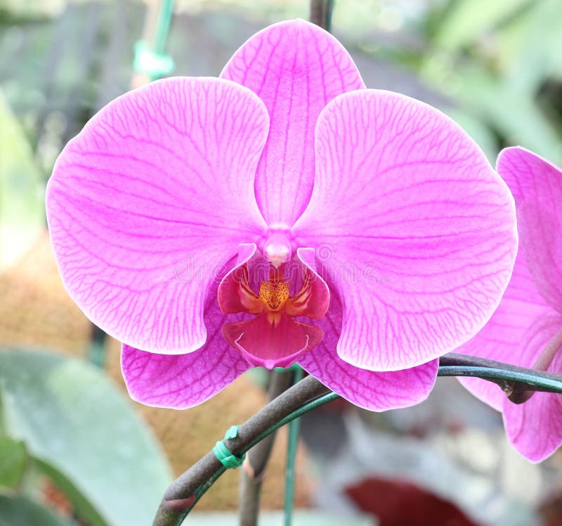 Nahaufnahme der rosafarbenen Orchidee Blumenstrauß von Blumenorchideen lizenzfreie stockbilder Nahaufnahme der rosafarbenen Orchidee Blumenstrauß von Blumenorchideen lizenzfreie stockbilder