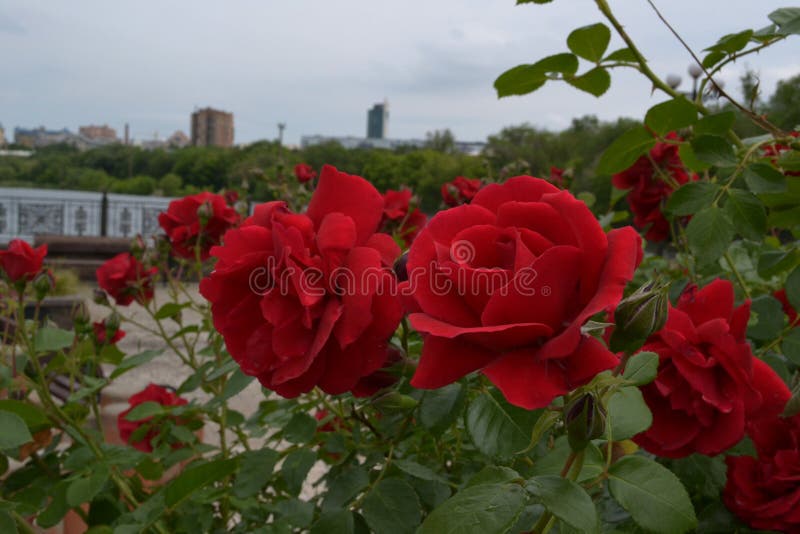 Nahaufnahme der roten Rosen mit grünen Blättern im Stadtpark stockbilder Nahaufnahme der roten Rosen mit grünen Blättern im Stadtpark stockbilder