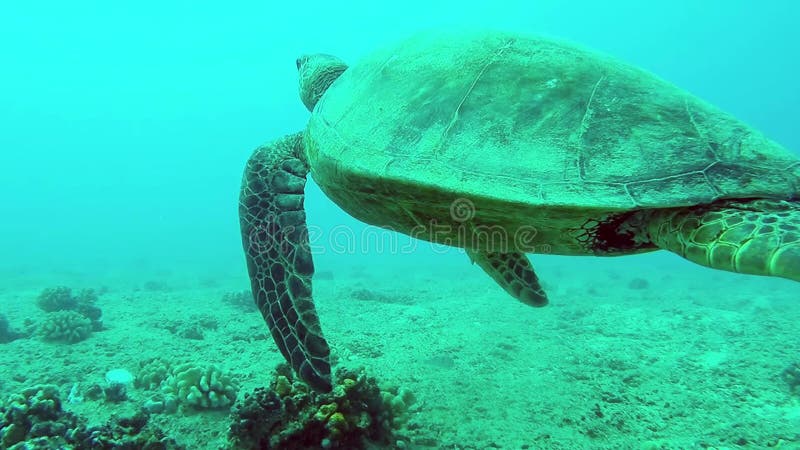 Nahaufnahme der Schildkrötenschwimmens