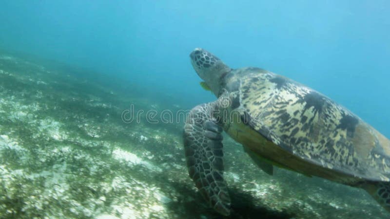 Nahaufnahme der Schwimmenmeeresschildkröte