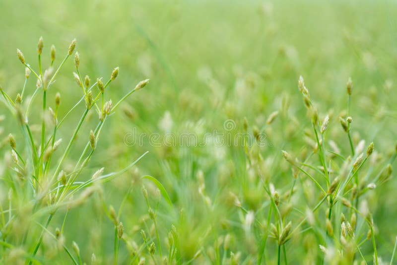 Nahaufnahme der Wassergrasblume und des undeutlichen Hintergrundes stockbild Nahaufnahme der Wassergrasblume und des undeutlichen Hintergrundes stockbild