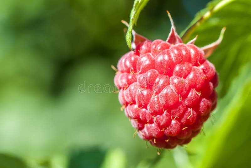 Nahaufnahme des Anbauens von organischen Himbeeren Reife Himbeere in der Frucht stockbilder Nahaufnahme des Anbauens von organischen Himbeeren Reife Himbeere in der Frucht stockbilder