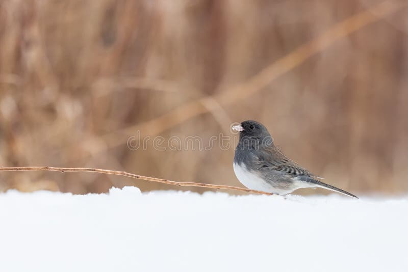 Nahaufnahme des dunkeläugigen Junco-Vogels im Schnee lizenzfreies stockbild