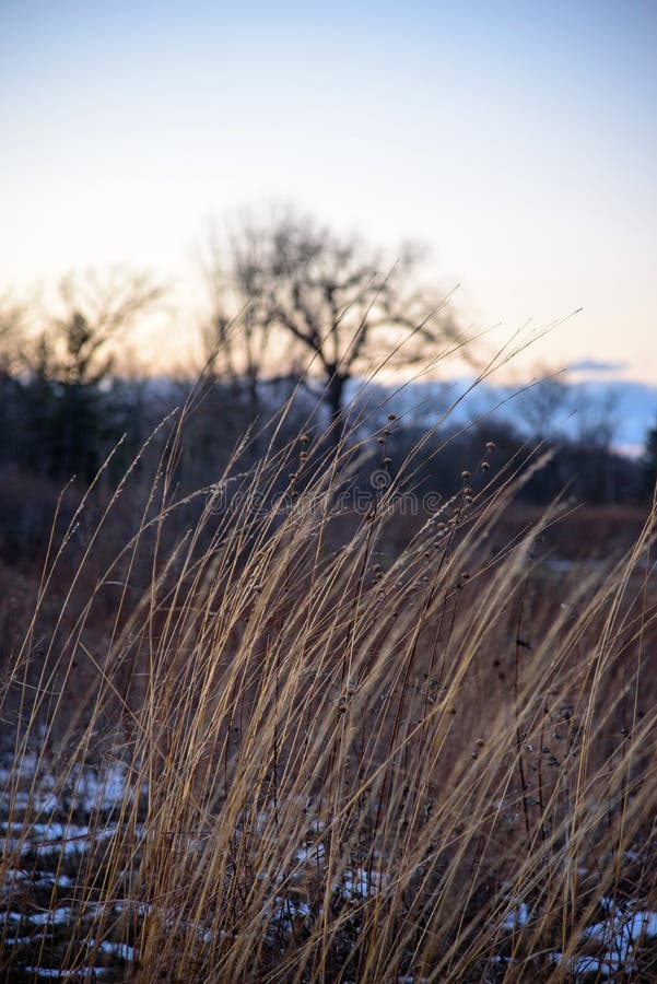 Nahaufnahme des Graslandgrases verbiegend in Wind bei Sonnenuntergang im Winter stockbilder Nahaufnahme des Graslandgrases verbiegend in Wind bei Sonnenuntergang im Winter stockbilder