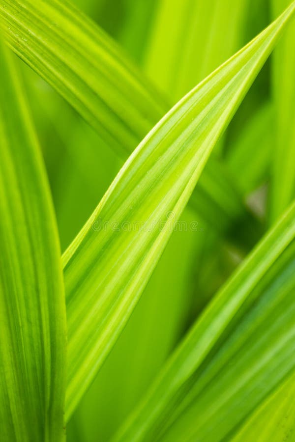 Nahaufnahme des grünen Grases lizenzfreies stockbild Nahaufnahme des grünen Grases lizenzfreies stockbild