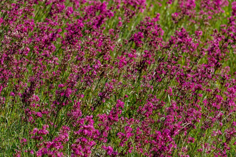 Nahaufnahme des Heilpflanze silene yunnanensis rief Meister mit kleinen schönen purpurroten Blumen an lizenzfreie stockfotos Nahaufnahme des Heilpflanze silene yunnanensis rief Meister mit kleinen schönen purpurroten Blumen an lizenzfreie stockfotos