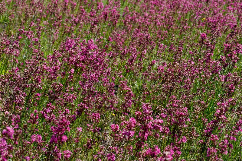 Nahaufnahme des Heilpflanze silene yunnanensis rief Meister mit kleinen schönen purpurroten Blumen an lizenzfreie stockfotos Nahaufnahme des Heilpflanze silene yunnanensis rief Meister mit kleinen schönen purpurroten Blumen an lizenzfreie stockfotos