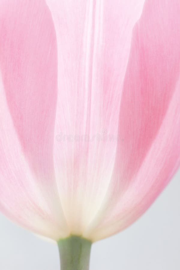 Nahaufnahme des hellrosa Tulpenblumenhintergrundes stockfotos Nahaufnahme des hellrosa Tulpenblumenhintergrundes stockfotos