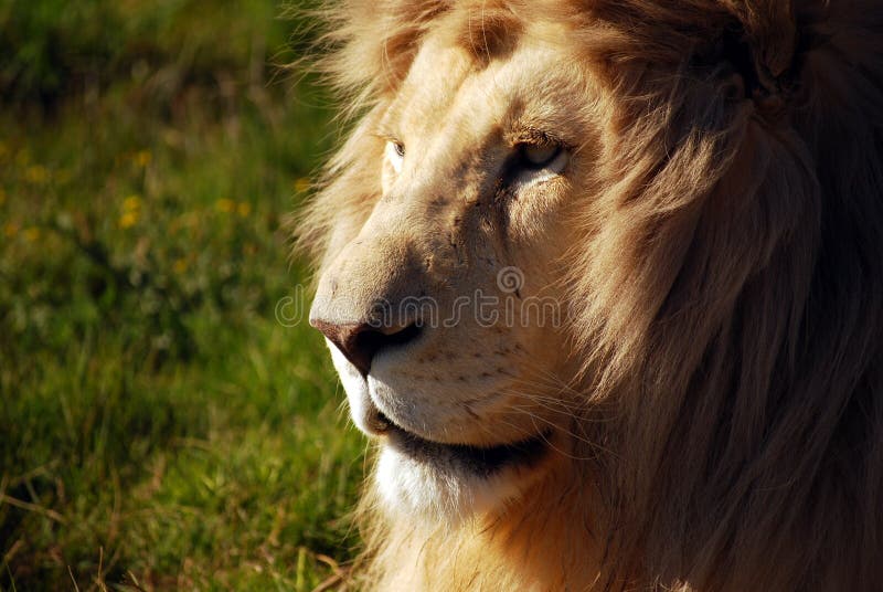 Nahaufnahme des Mannes Lion Face im Sonnenlicht stockbilder Nahaufnahme des Mannes Lion Face im Sonnenlicht stockbilder