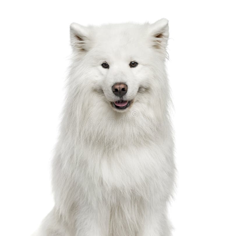 Nahaufnahme des Samoyed, 6 Jahre alt, lokalisiert stockbilder Nahaufnahme des Samoyed, 6 Jahre alt, lokalisiert stockbilder