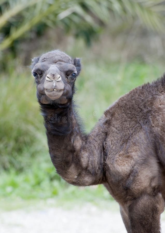 Nahaufnahme der KamelFüße stockfoto. Bild von pelz