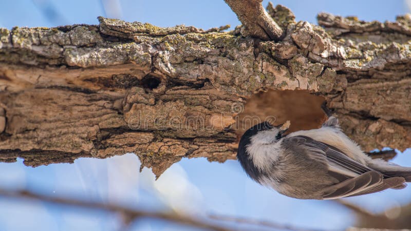 Nahaufnahme des schwarz-mit einer Kappe bedeckten Chickadee, der einen Klumpen des Holzes von einem Loch im Baumast im Vorfrühlin lizenzfreie stockfotografie Nahaufnahme des schwarz-mit einer Kappe bedeckten Chickadee, der einen Klumpen des Holzes von einem Loch im Baumast im Vorfrühlin lizenzfreie stockfotografie