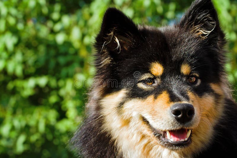 Nahaufnahme des schwarzen Pelzhundes stockfotos Nahaufnahme des schwarzen Pelzhundes stockfotos