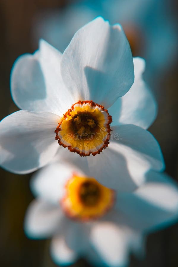 Nahaufnahme des Symbols der Frühlingswiederbelebung und falscher Stolz ï ¿ ½ Narzissenblumen erleuchtet durch Sonne auf undeutlic stockfotografie Nahaufnahme des Symbols der Frühlingswiederbelebung und falscher Stolz ï ¿ ½ Narzissenblumen erleuchtet durch Sonne auf undeutlic stockfotografie