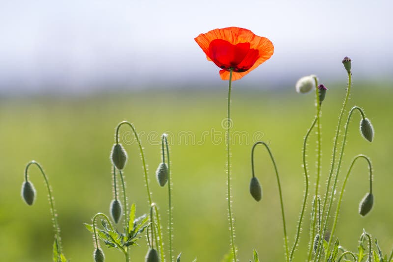 Nahaufnahme des zarten Blühens beleuchtet durch rote wilde Mohnblume der Sommersonne eine und unverdünnte Blumenknospen auf hohen stockfotos Nahaufnahme des zarten Blühens beleuchtet durch rote wilde Mohnblume der Sommersonne eine und unverdünnte Blumenknospen auf hohen stockfotos