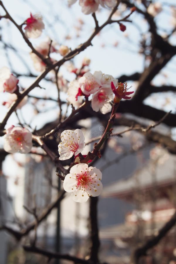 Nahaufnahme die schönen Blumen von Bäumen der japanischen Aprikose, Sonne der Pflaumenbäume morgens lizenzfreies stockfoto Nahaufnahme die schönen Blumen von Bäumen der japanischen Aprikose, Sonne der Pflaumenbäume morgens lizenzfreies stockfoto
