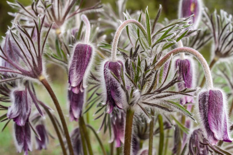 Nahaufnahme einer Gruppe Pasque-Blumen in der Wiese stockfoto Nahaufnahme einer Gruppe Pasque-Blumen in der Wiese stockfoto