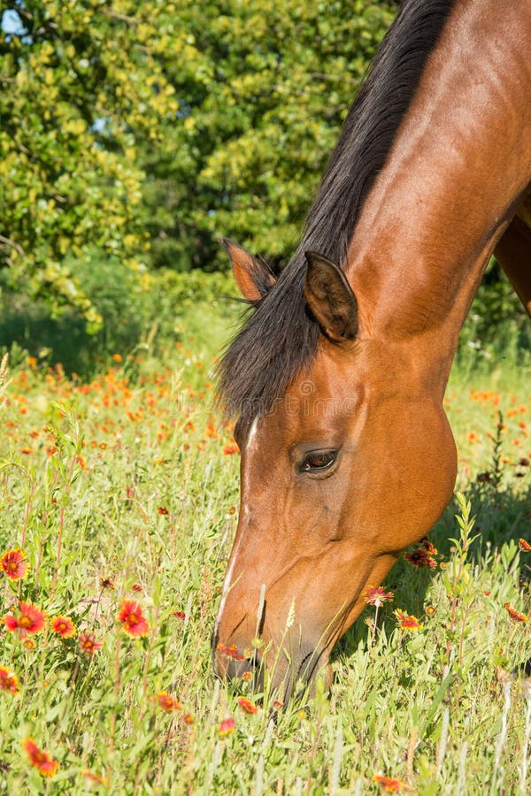 Nahaufnahme eines Braune ` s Kopfes mit roten wilden Blumen lizenzfreies stockbild Nahaufnahme eines Braune ` s Kopfes mit roten wilden Blumen lizenzfreies stockbild