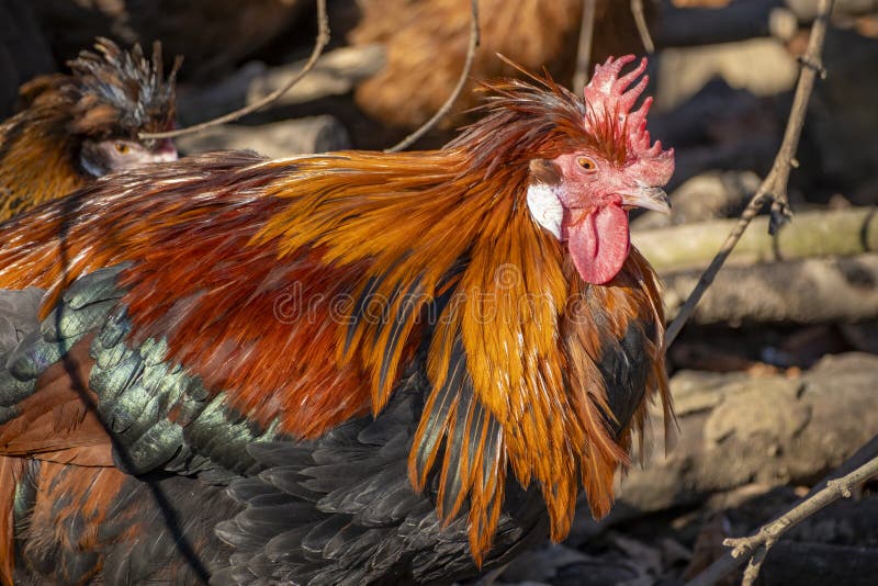 Nahaufnahme eines farbigen Schwanzes in Österreich lizenzfreies stockbild