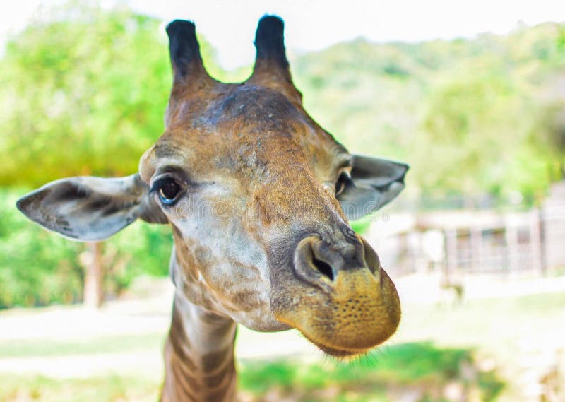 Nahaufnahme eines Gesichtes der giraffs lizenzfreie stockfotos Nahaufnahme eines Gesichtes der giraffs lizenzfreie stockfotos