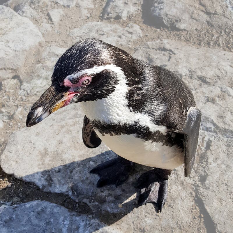 Nahaufnahme eines Humboldt-Pinguins lizenzfreies stockbild Nahaufnahme eines Humboldt-Pinguins lizenzfreies stockbild